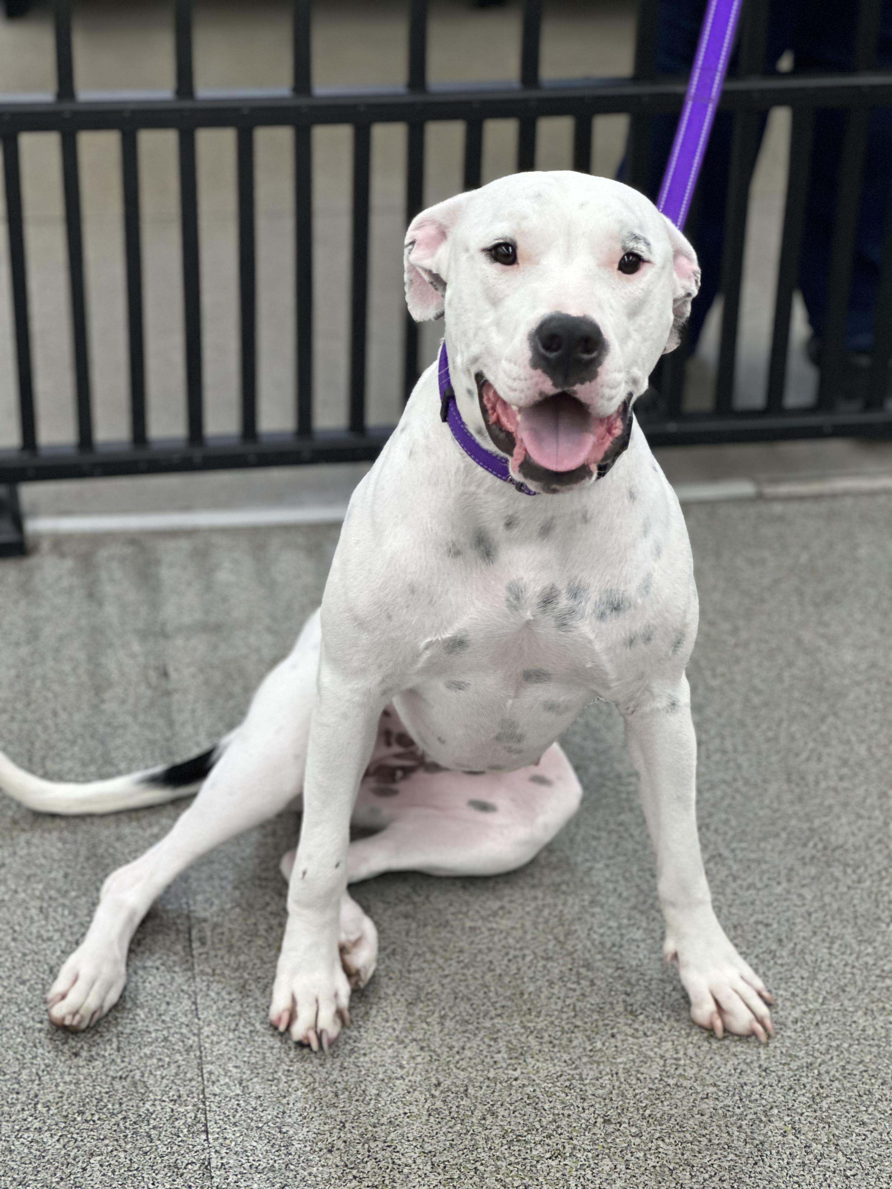 Sonrisa, Adoptable, Young Female Dogo Argentino & Bulldog.
