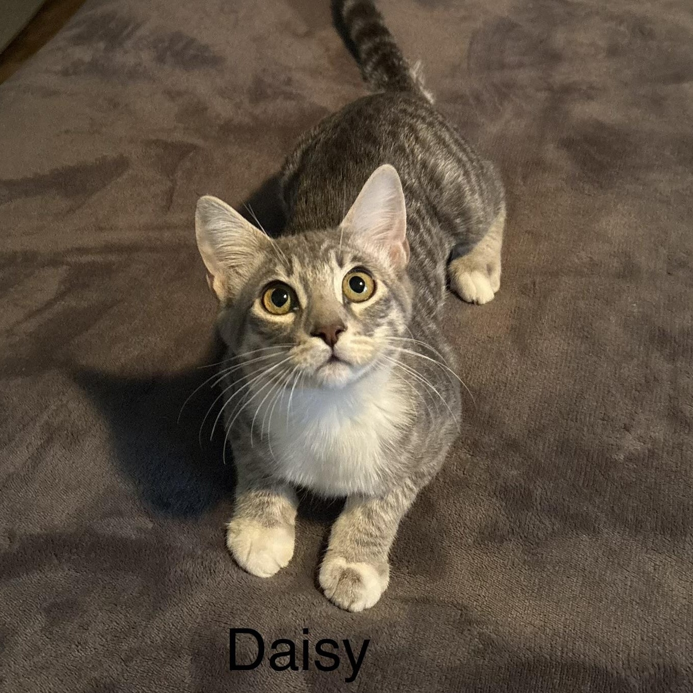 Daisy, Adoptable, Kitten Female Domestic Short Hair.