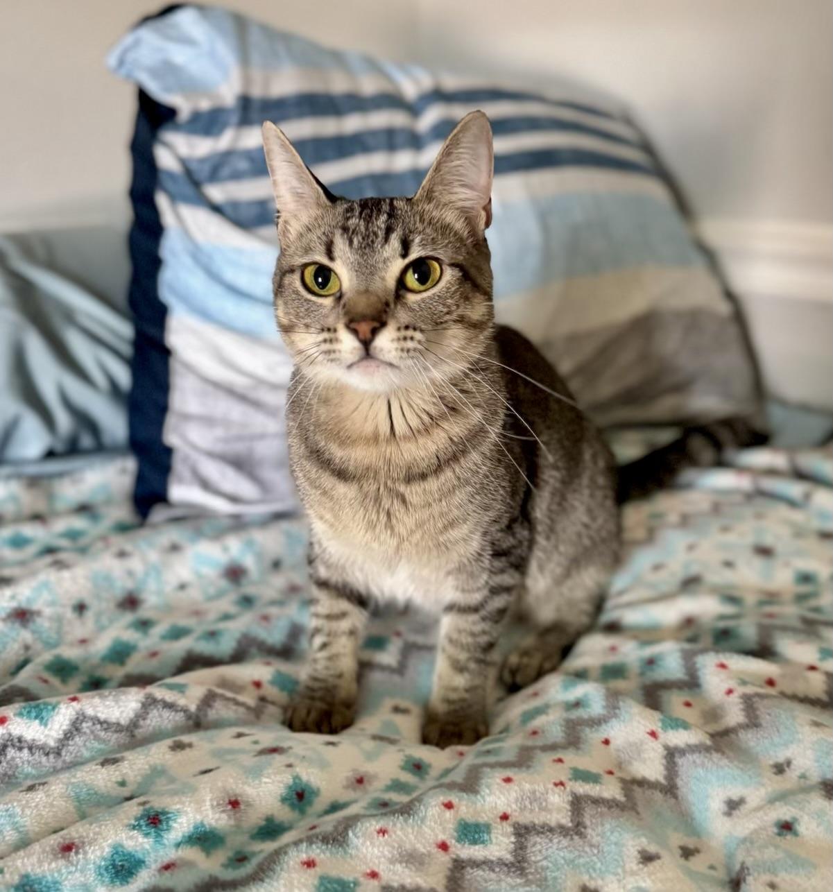 Lucy - Kuykendahl Petsmart