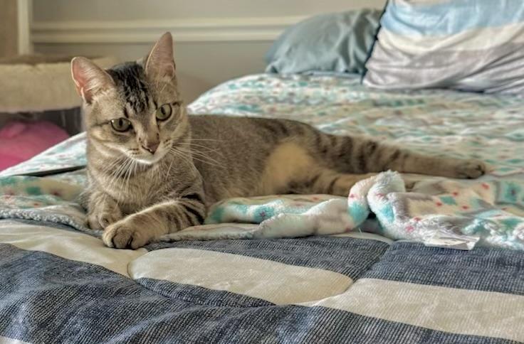 Enlarge Lucy - Kuykendahl Petsmart, a Adoptable mixed breed in Spring, TX image 2/3