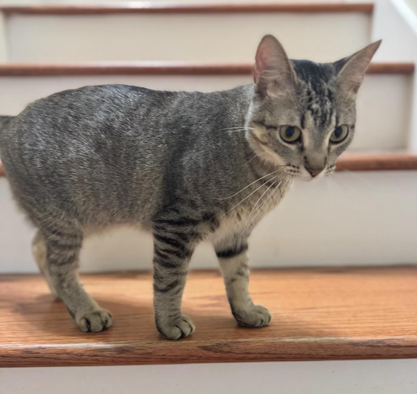 Lucy - Kuykendahl Petsmart — thumbnail 3