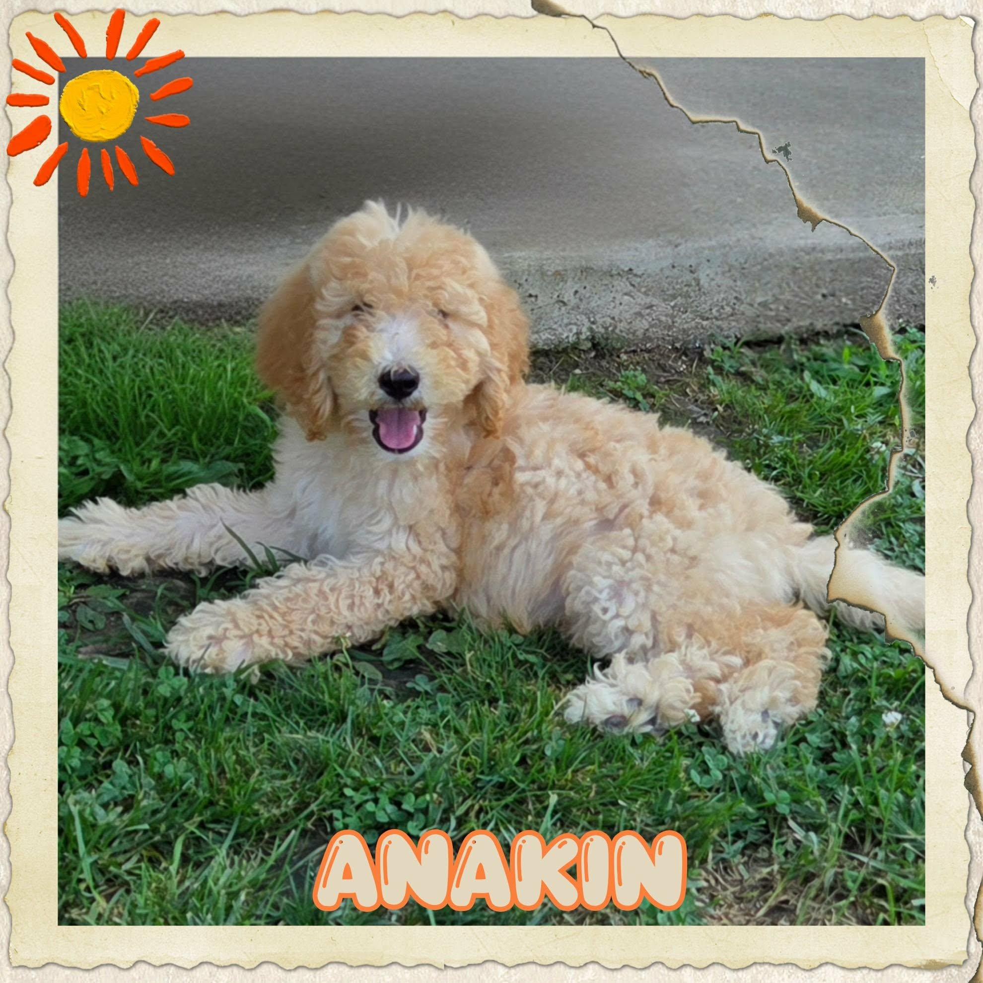 Anakin, a ADOPTABLE Poodle in Grove, OK image 2/4