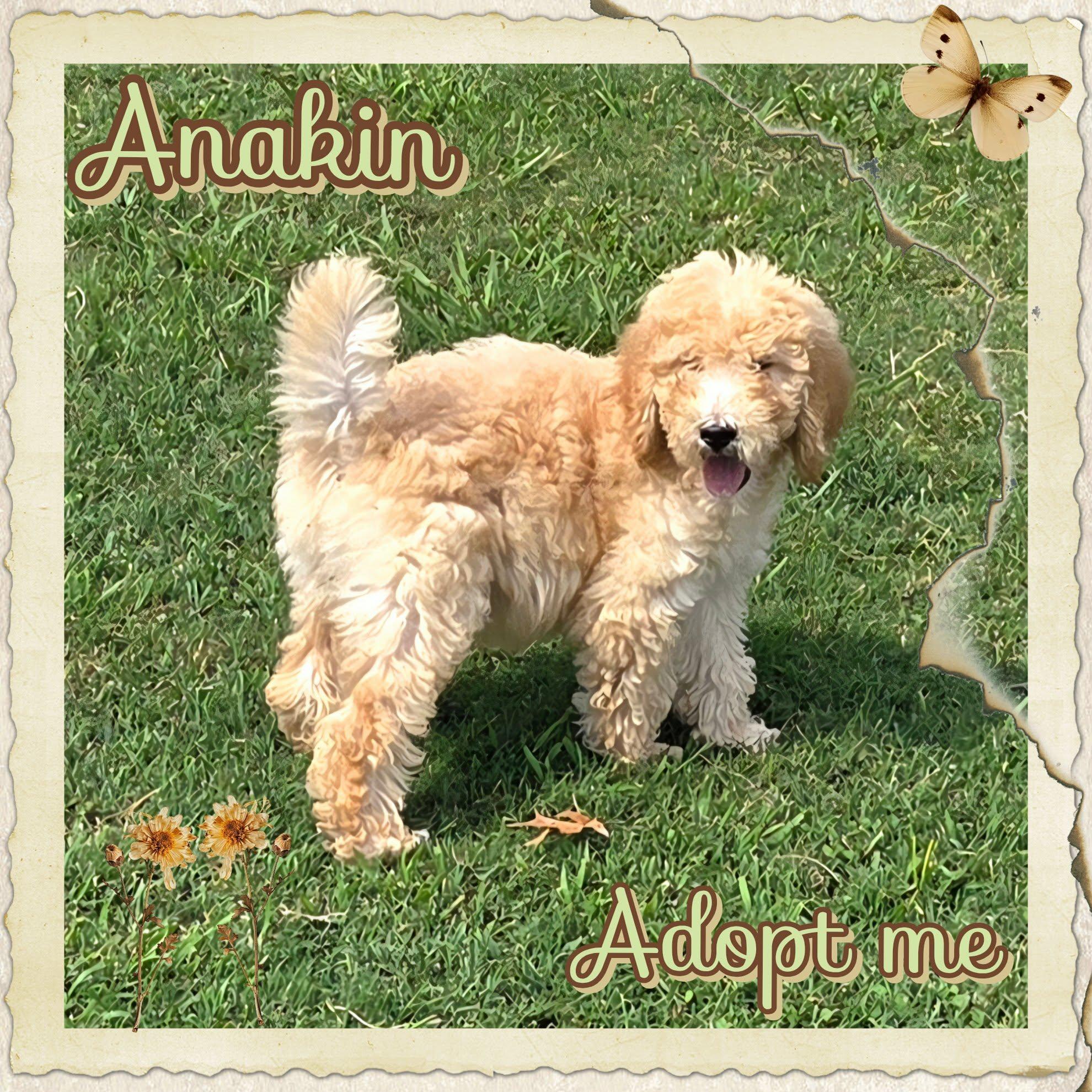 Anakin, a ADOPTABLE Poodle in Grove, OK image 4/4