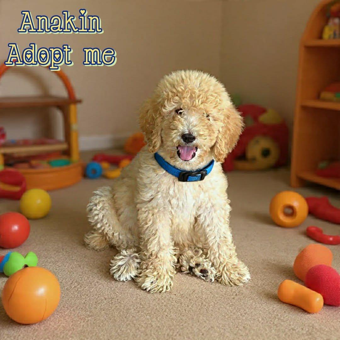 Anakin, a ADOPTABLE Poodle in Grove, OK image 3/4