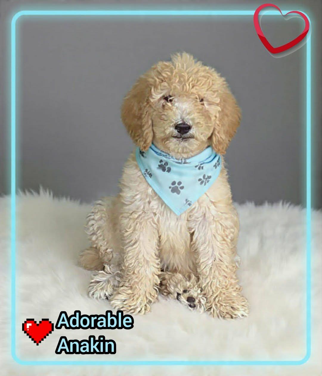 Anakin, ADOPTABLE, Puppy Male Poodle.