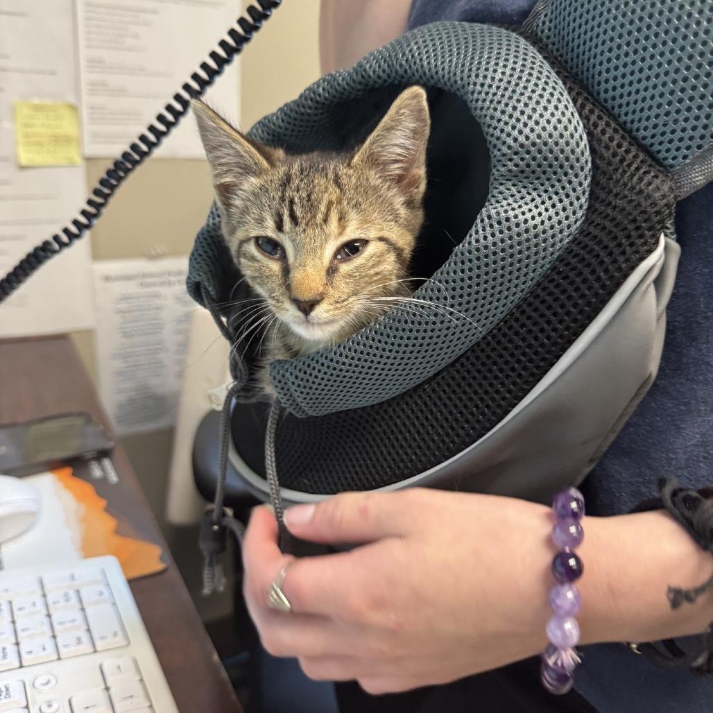 Isabelle, Adoptable, Kitten Female Domestic Short Hair.