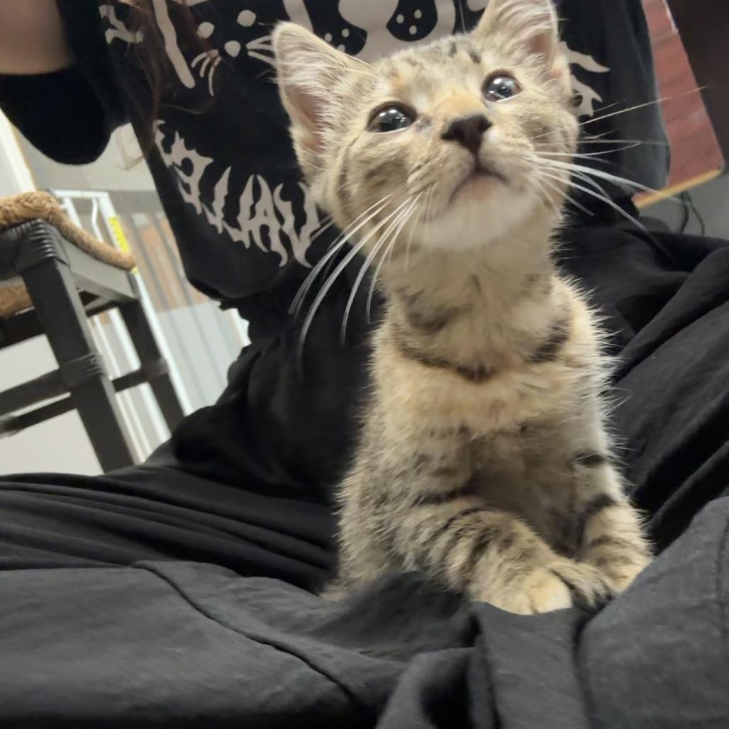 Isabelle, a Adoptable Domestic Short Hair in Knoxville, TN image 2/3