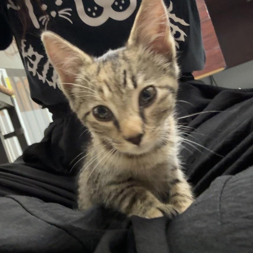 Isabelle, a Adoptable Domestic Short Hair in Knoxville, TN image 3/3