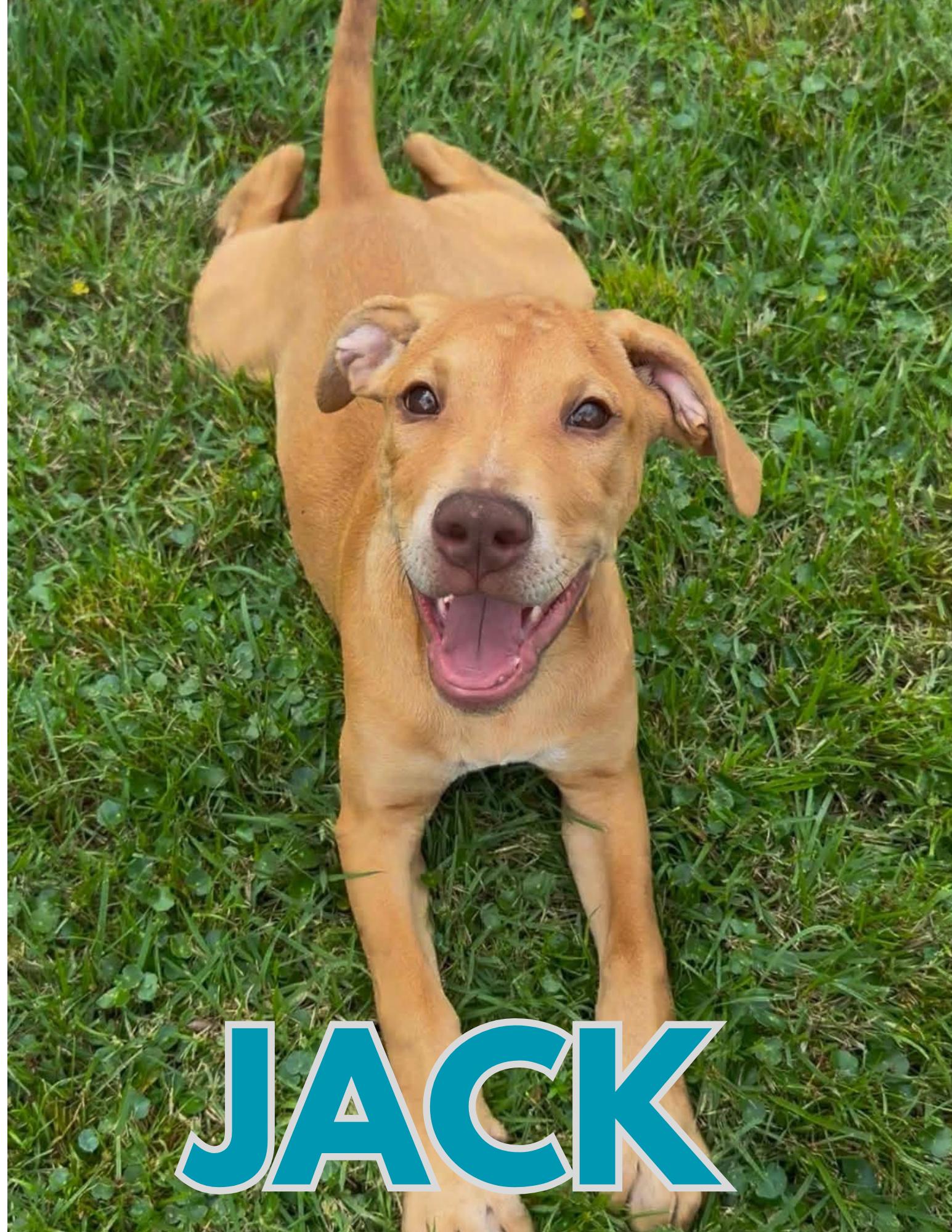 Jack, Adoptable, Puppy Male Labrador Retriever.