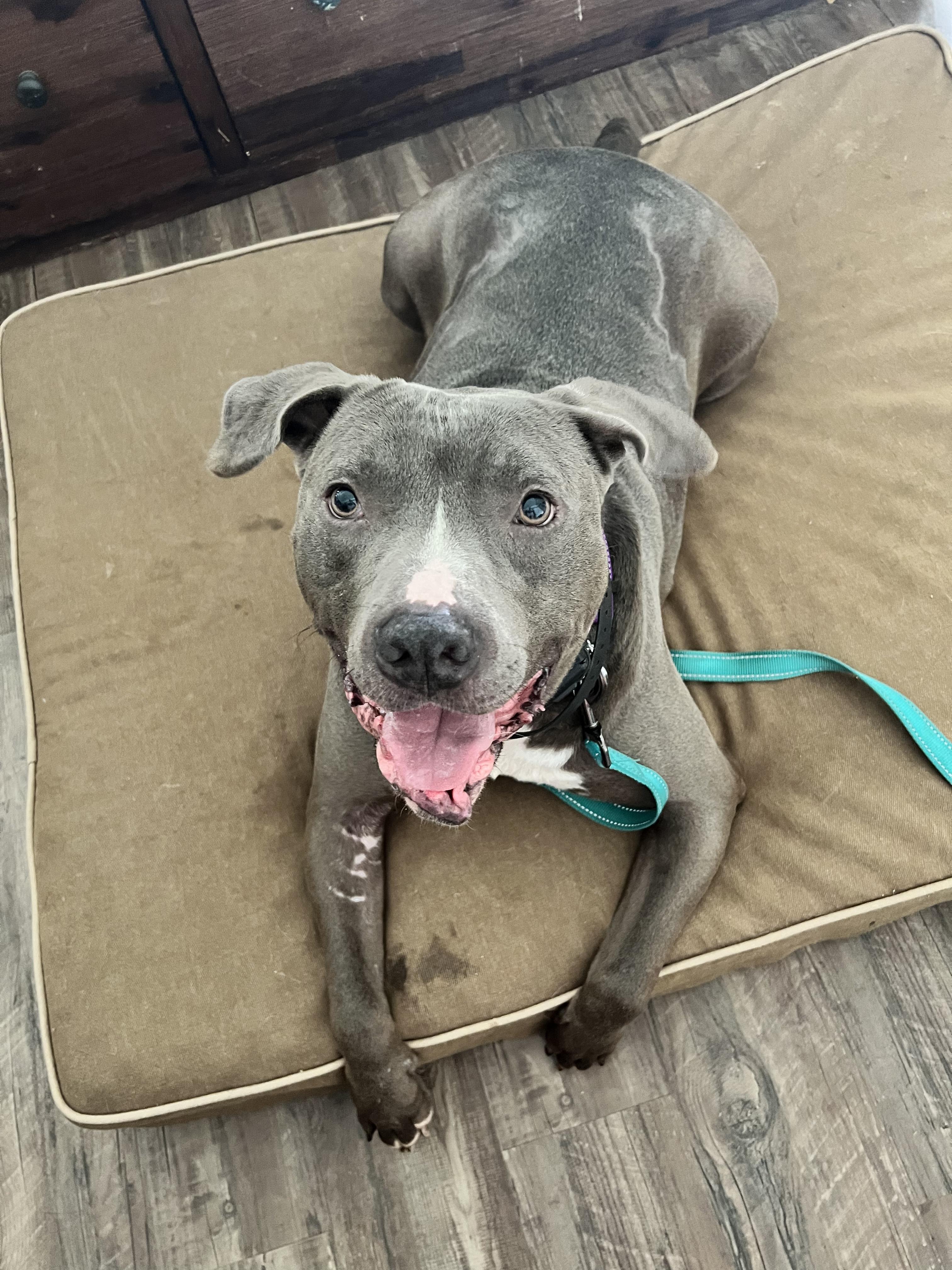 Enlarge Dexter, a Adoptable mixed breed in Stahlstown, PA image 1/2