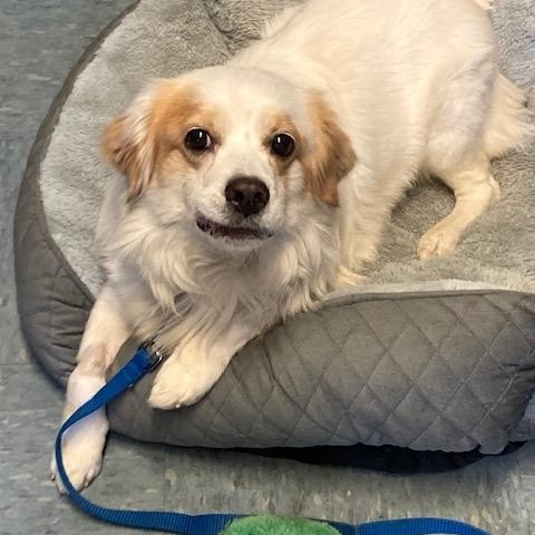 Atticus, ADOPTABLE, Adult Male Mixed Breed.