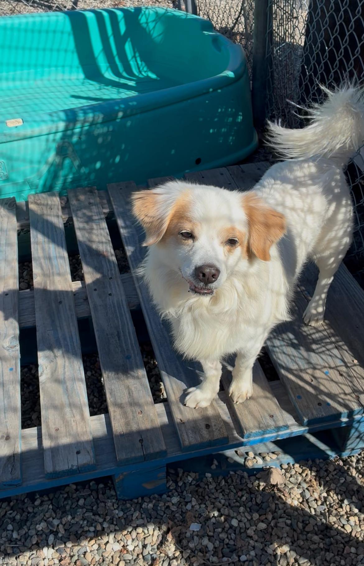 Enlarge Atticus, a ADOPTABLE Mixed Breed in Turners Falls, MA image 2/4