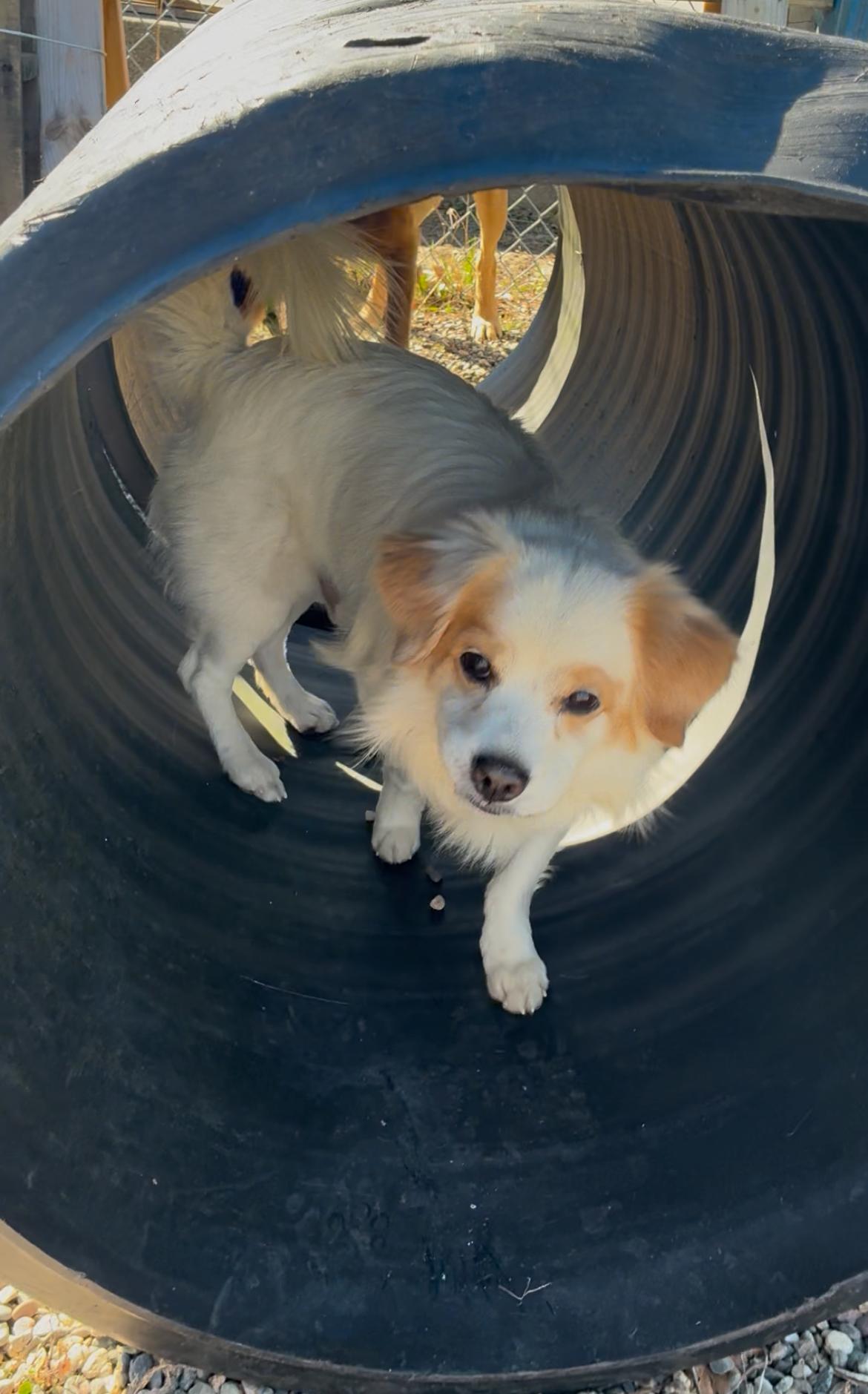 Enlarge Atticus, a ADOPTABLE Mixed Breed in Turners Falls, MA image 3/4
