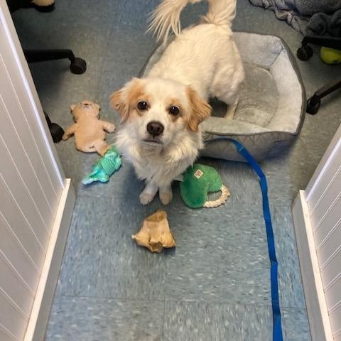 Atticus, a ADOPTABLE Mixed Breed in Turners Falls, MA image 2/3