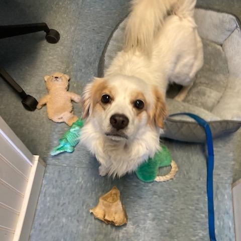 Atticus, a ADOPTABLE Mixed Breed in Turners Falls, MA image 3/3