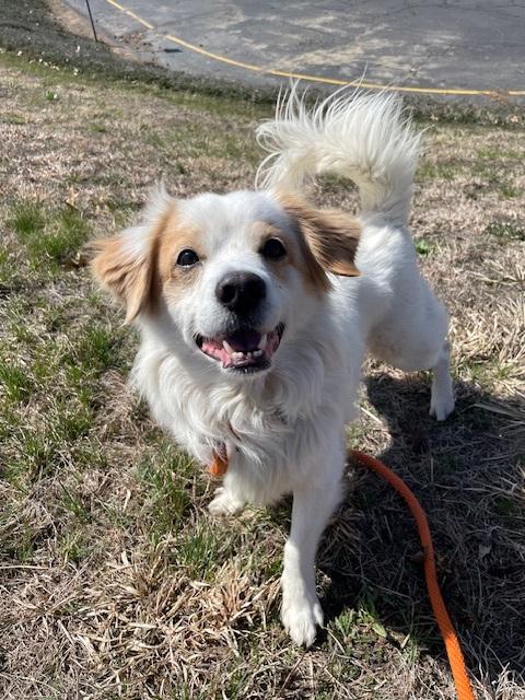 Atticus, ADOPTABLE, Adult Male Mixed Breed.