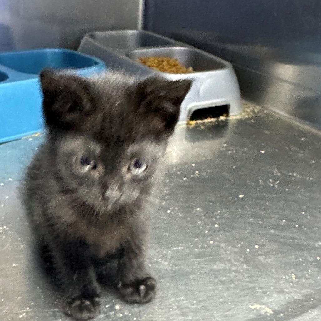Adjective, Adoptable, Kitten Female Domestic Medium Hair.