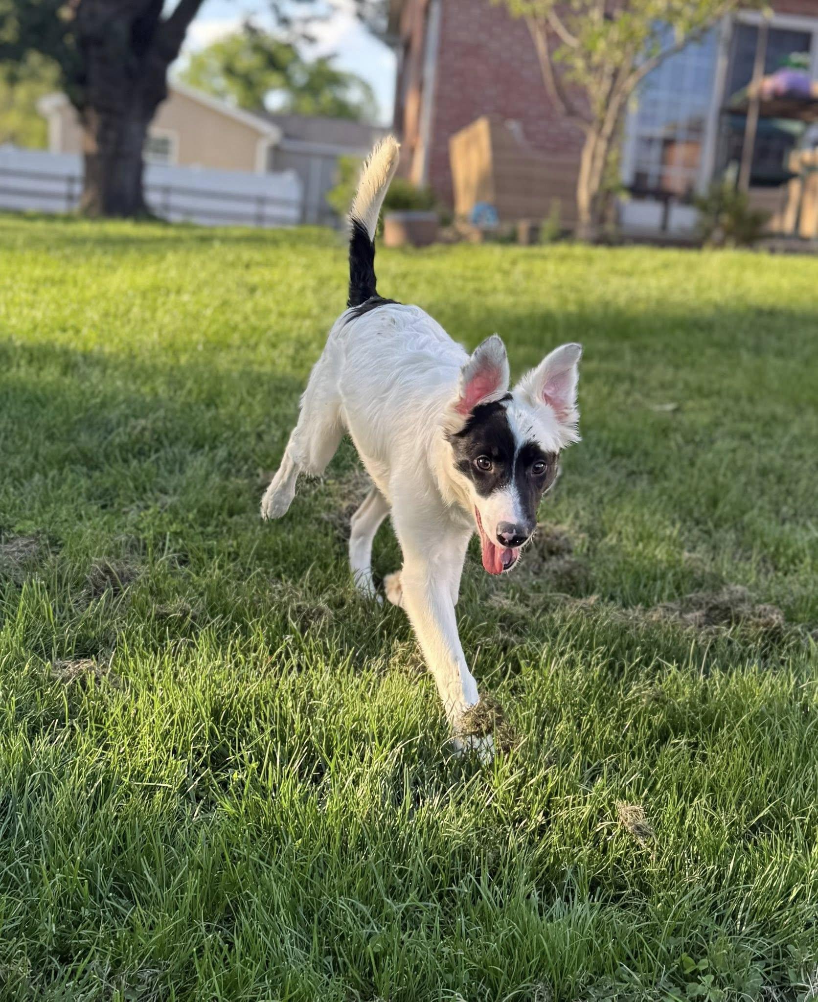 Hex, an adopted Border Collie in Hagerstown, MD image 2/3