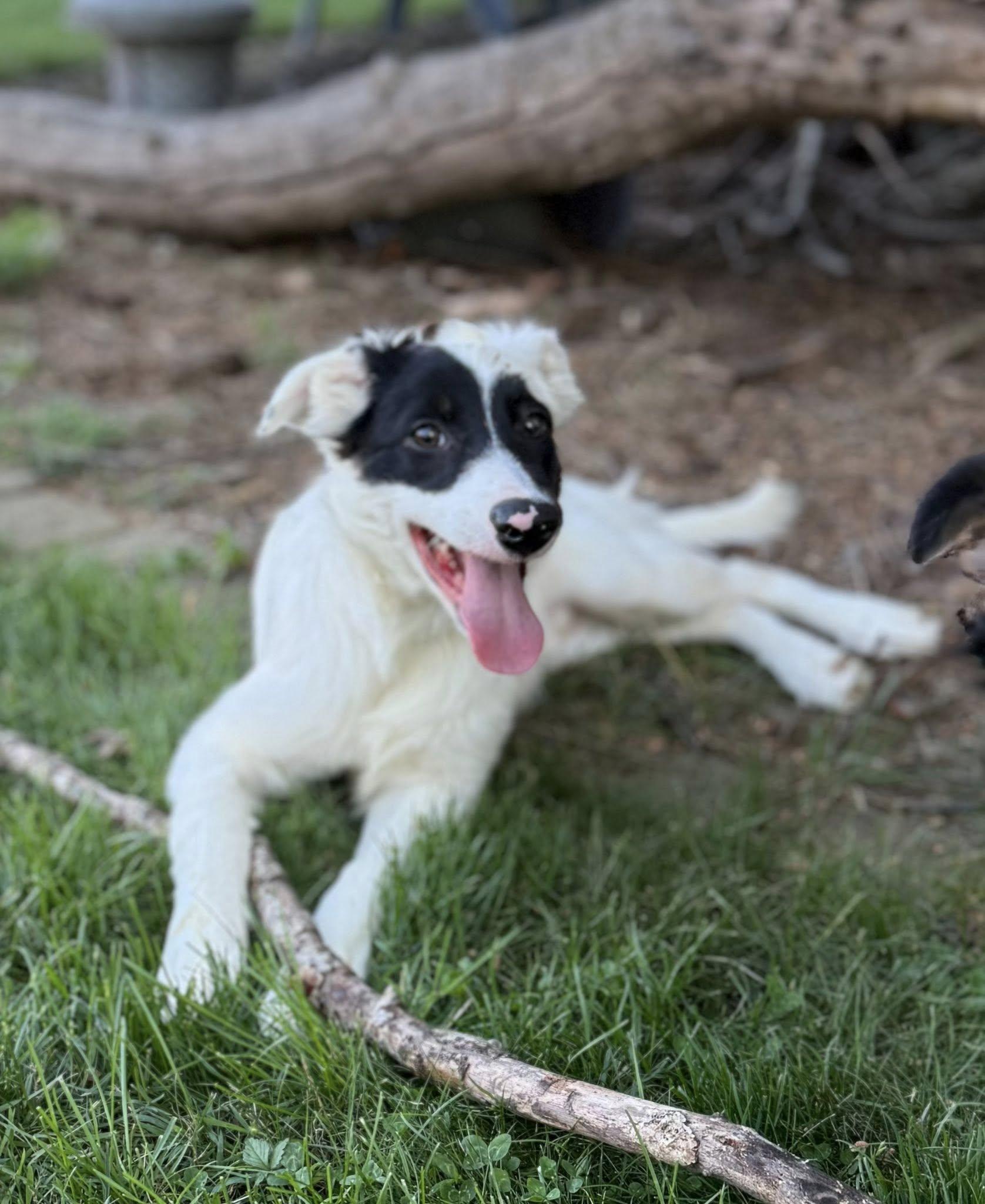 Hex, an adopted Border Collie in Hagerstown, MD image 1/3