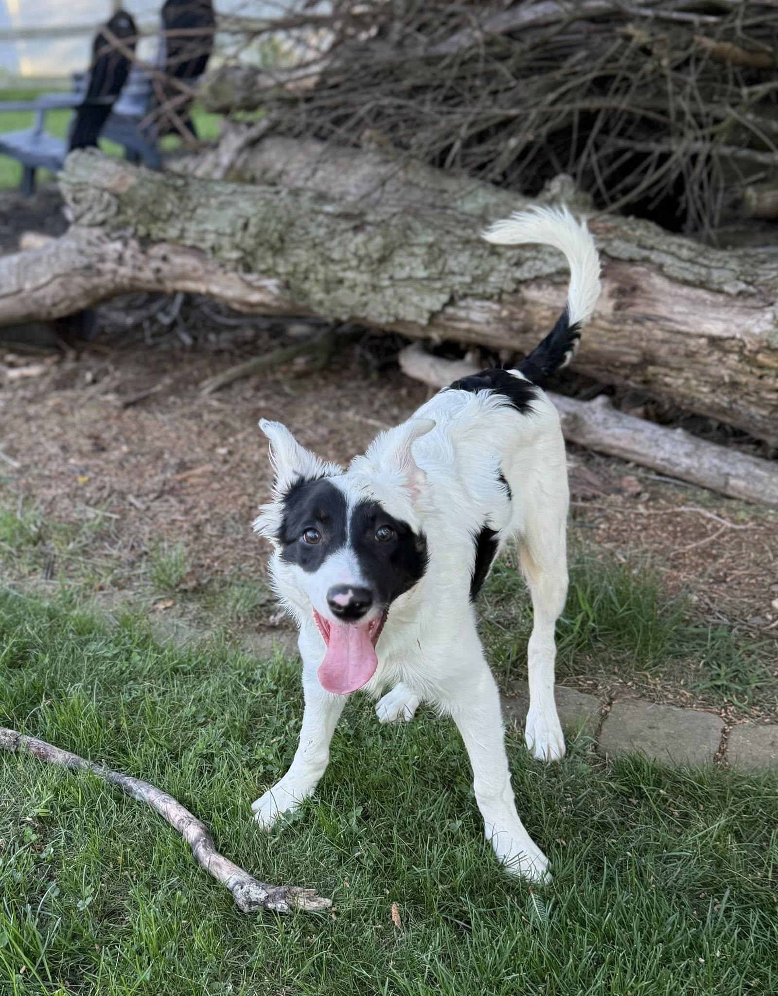 Hex, an adopted Border Collie in Hagerstown, MD image 3/3