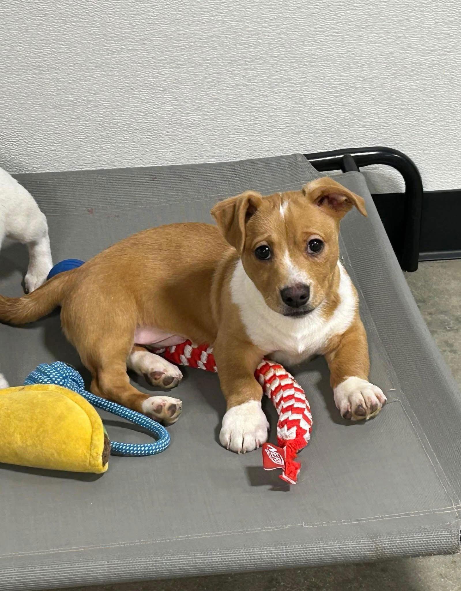 Biscuit, Adoptable, Young Male Mixed Breed.