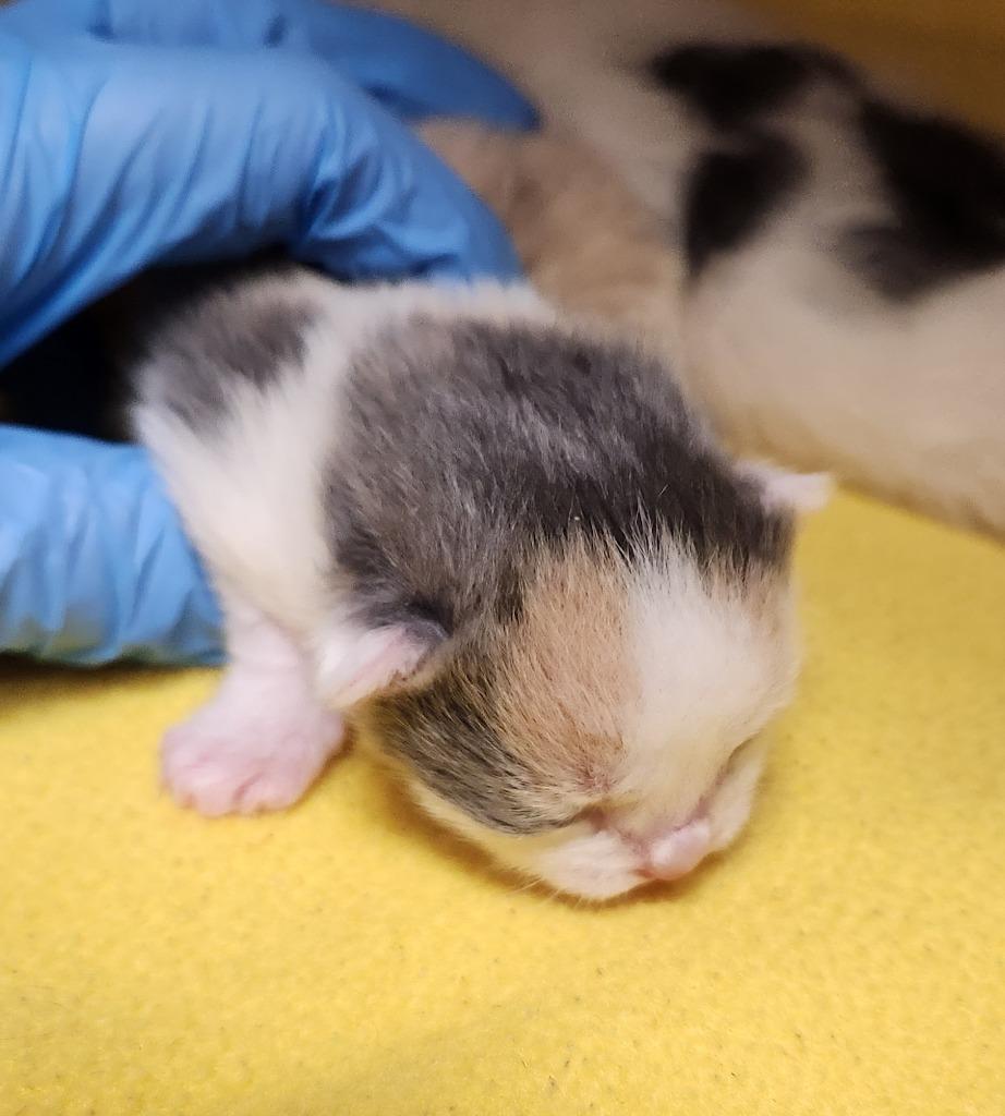 2026-01-185, Adopted, Kitten Female Domestic Short Hair.