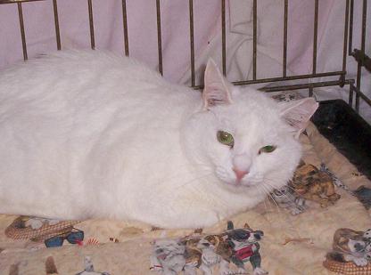 Sandra, a Adoptable Domestic Short Hair in South River, NJ image 1/3