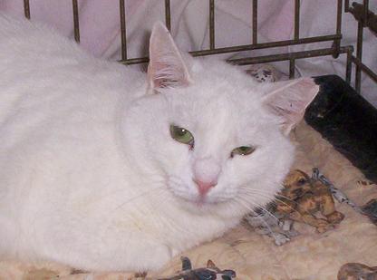 Sandra, a Adoptable Domestic Short Hair in South River, NJ image 2/3