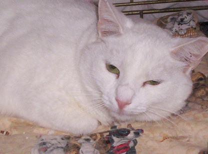 Sandra, a Adoptable Domestic Short Hair in South River, NJ image 3/3