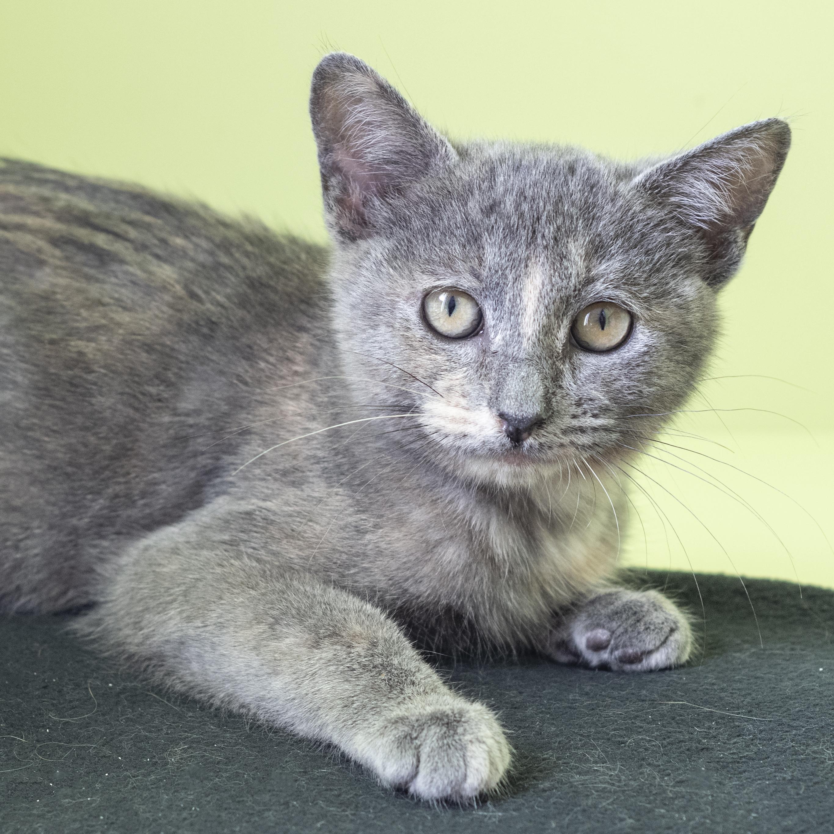 Jewel, Adoptable, Kitten Female Domestic Short Hair.