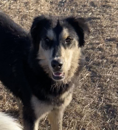 Muppet *READ ENTIRE DESCRIPTION*, a Adoptable mixed breed in Spokane, WA image 3/9