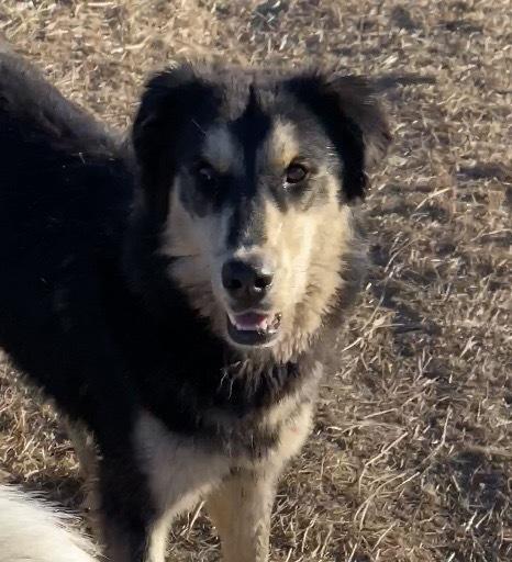 Muppet *READ ENTIRE DESCRIPTION*, a Adoptable mixed breed in Spokane, WA image 2/4