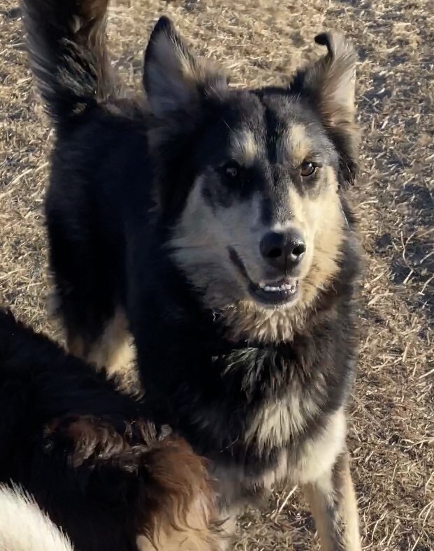 Muppet *READ ENTIRE DESCRIPTION*, a Adoptable mixed breed in Spokane, WA image 4/9