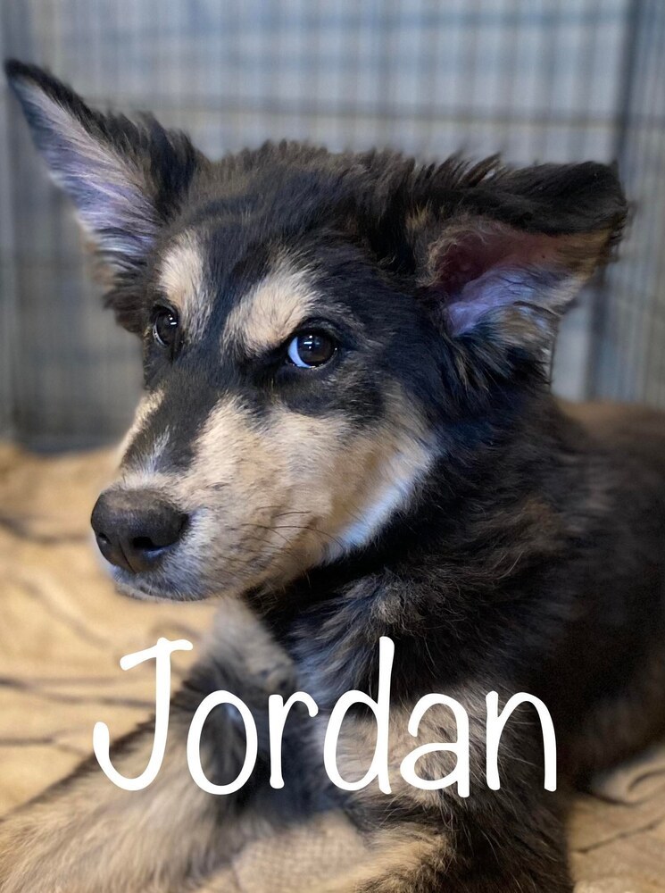 Muppet *READ ENTIRE DESCRIPTION*, a Adoptable mixed breed in Spokane, WA image 5/9