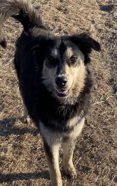 Muppet  *READ ENTIRE DESCRIPTION*, Adoptable, Puppy Male Border Collie & Husky.