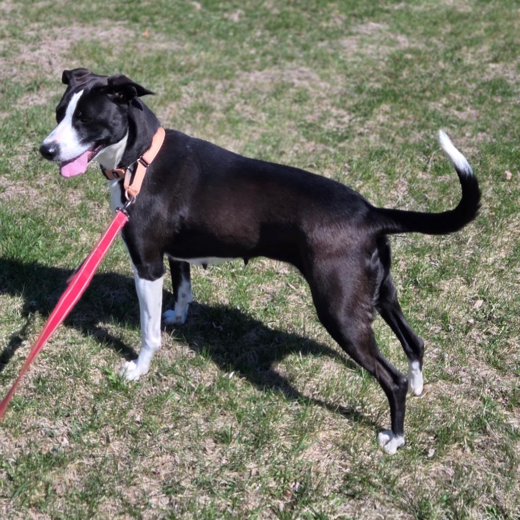 Enlarge Patty, a Adoptable mixed breed in Rock Falls, IL image 1/1