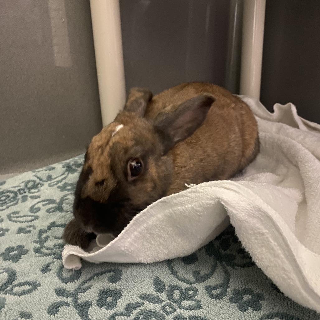 Enlarge Biscoff, a ADOPTABLE Cinnamon in Las Vegas, NV image 1/2