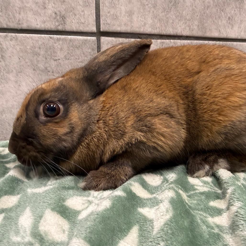 Enlarge Biscoff, a ADOPTABLE Cinnamon in Las Vegas, NV image 2/2