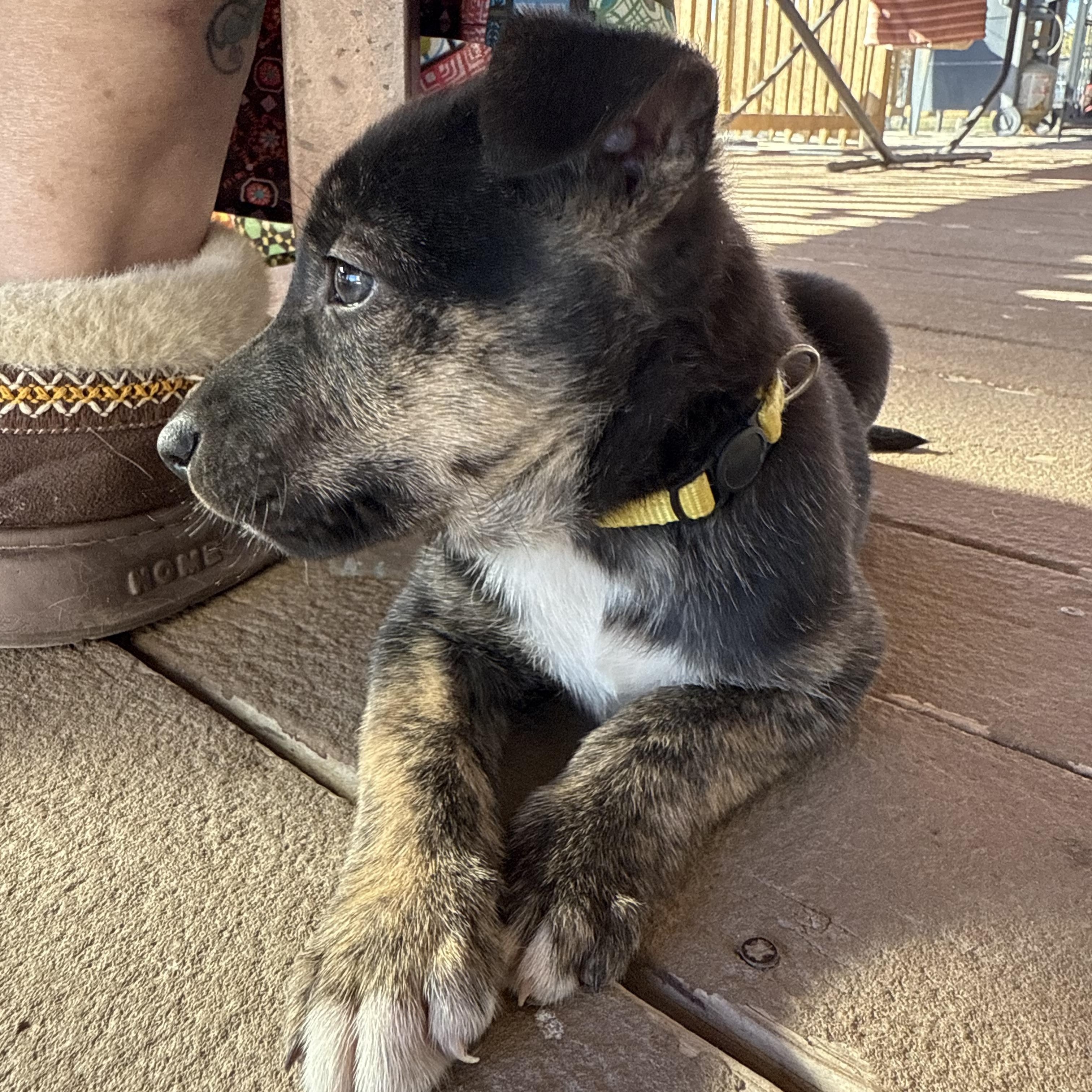 Enlarge Atlas, a Adoptable mixed breed in New Braunfels, TX image 6/6