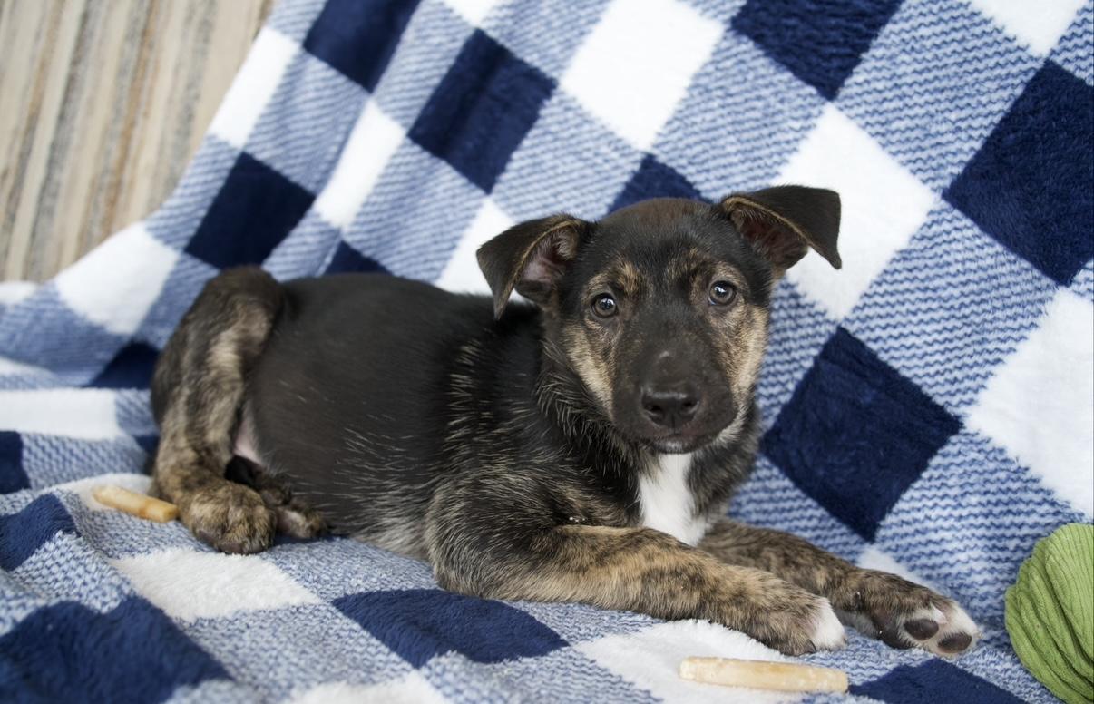 Enlarge Atlas, a Adoptable mixed breed in New Braunfels, TX image 2/6