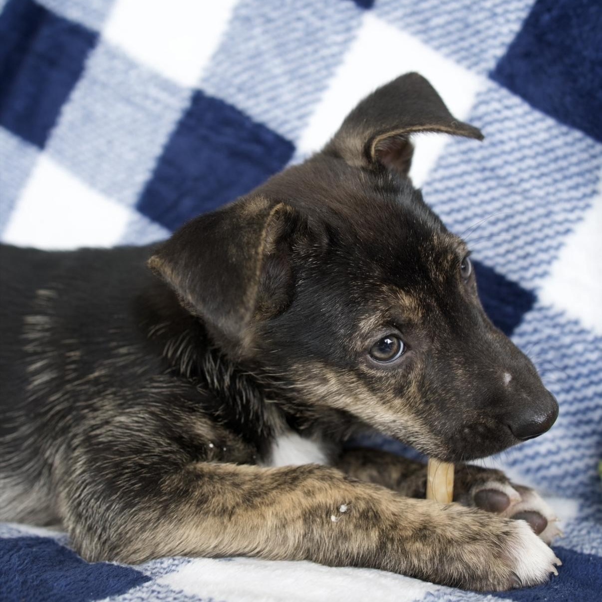 Enlarge Atlas, a Adoptable mixed breed in New Braunfels, TX image 4/6