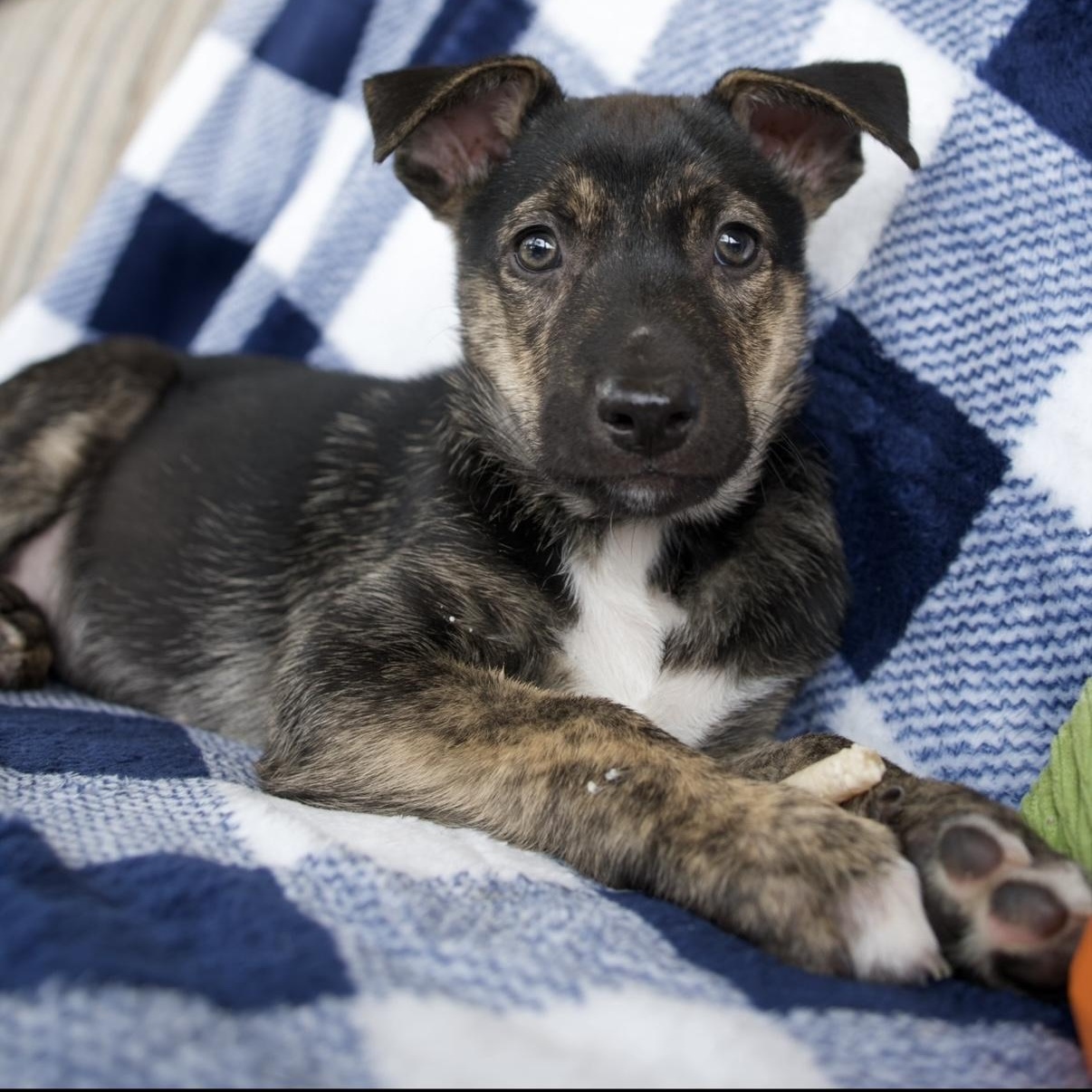 Enlarge Atlas, a Adoptable mixed breed in New Braunfels, TX image 5/6