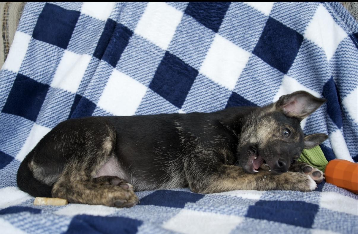 Enlarge Atlas, a Adoptable mixed breed in New Braunfels, TX image 6/6