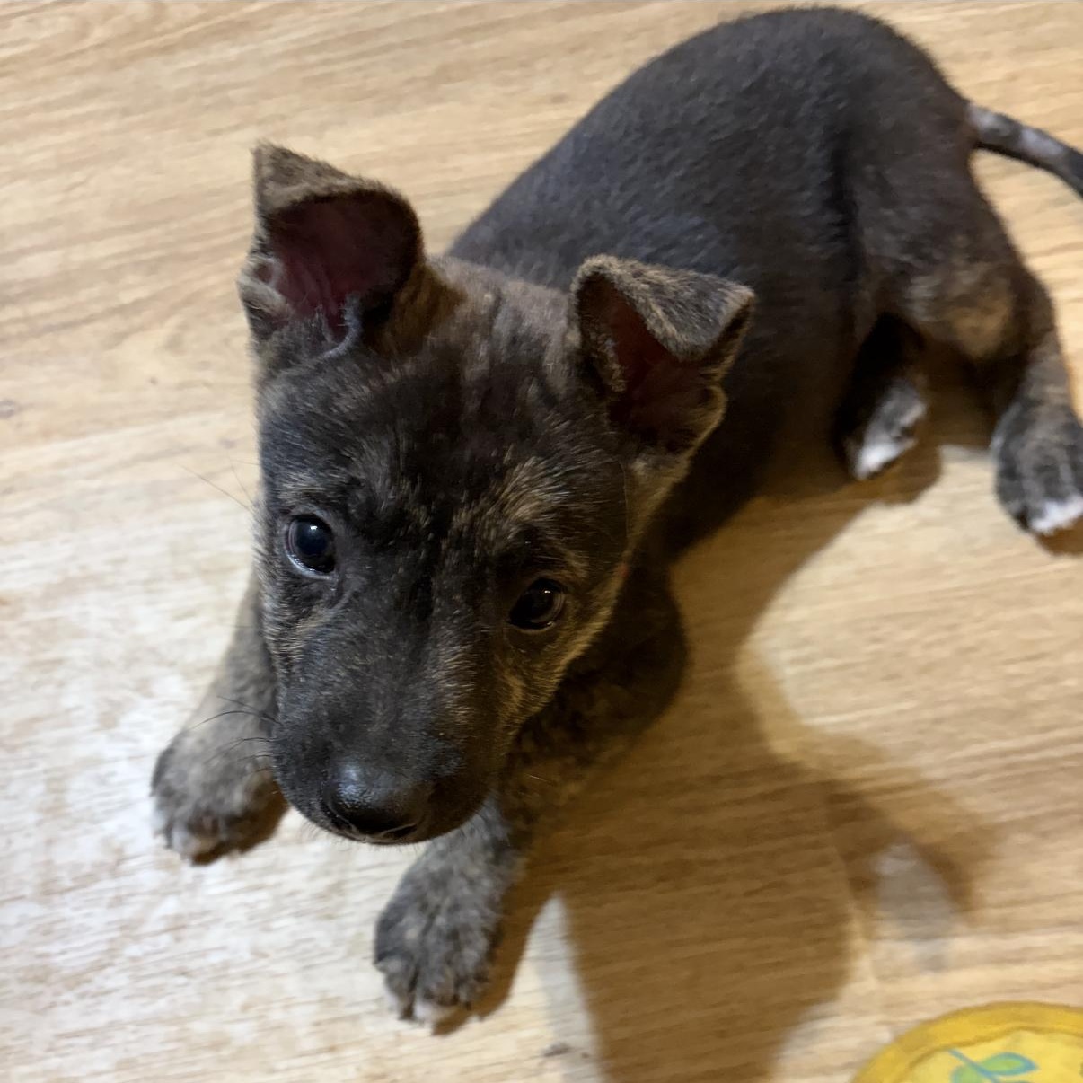 Enlarge Atlas, a Adoptable mixed breed in New Braunfels, TX image 5/6