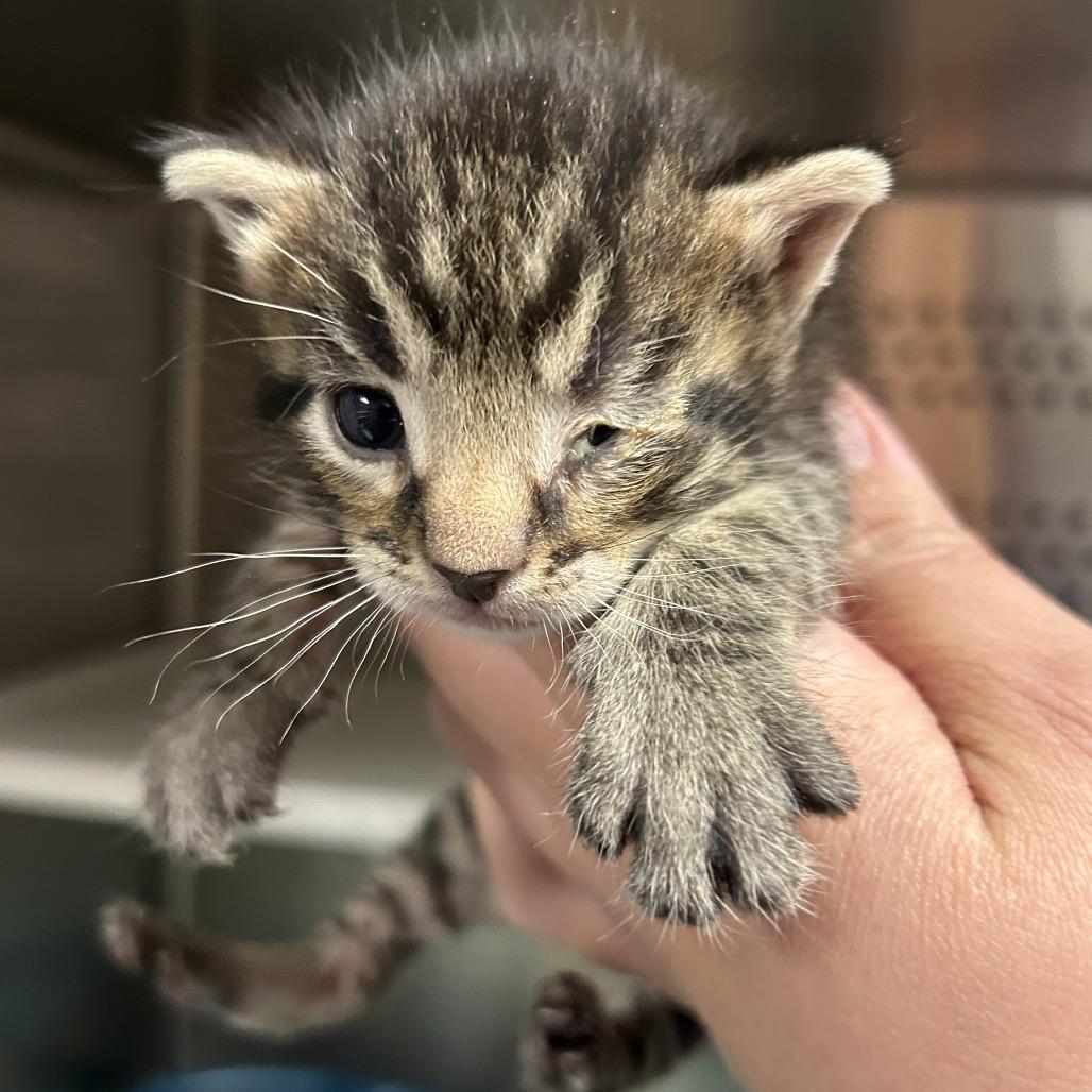 Dill, Adoptable, Adult Female Domestic Medium Hair.