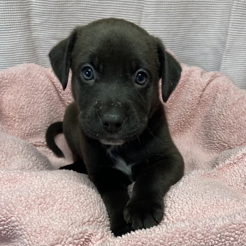 Veranda Jolie, Adopted, Puppy Female Australian Cattle Dog / Blue Heeler & Pit Bull Terrier.