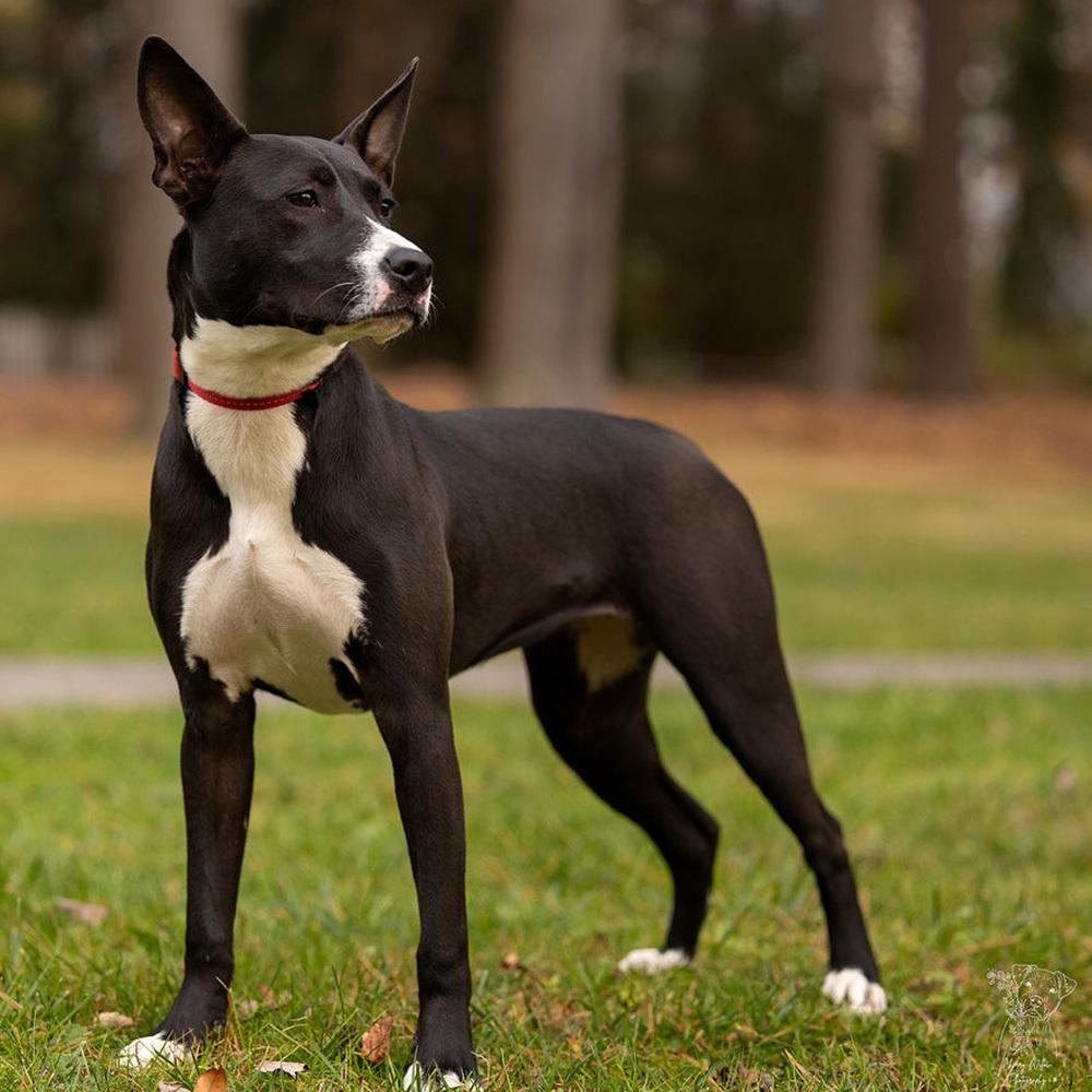 Enlarge Kacey - 25126, a Adoptable mixed breed in Armonk, NY image 1/6