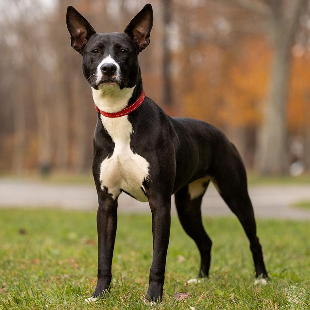 Enlarge Kacey - 25126, a Adoptable mixed breed in Armonk, NY image 2/6