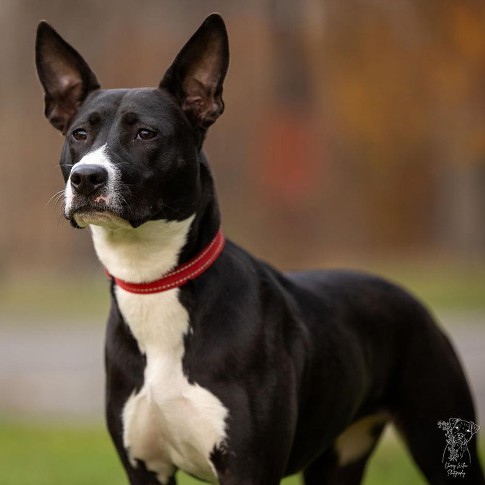 Enlarge Kacey - 25126, a Adoptable mixed breed in Armonk, NY image 3/6