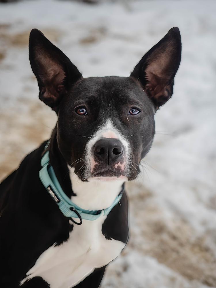 Enlarge Kacey - 25126, a Adoptable mixed breed in Armonk, NY image 4/6